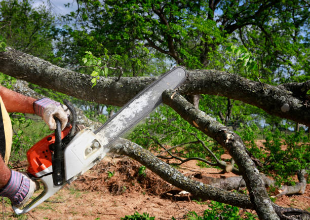 Best Tree Removal  in Little Round Lake, WI